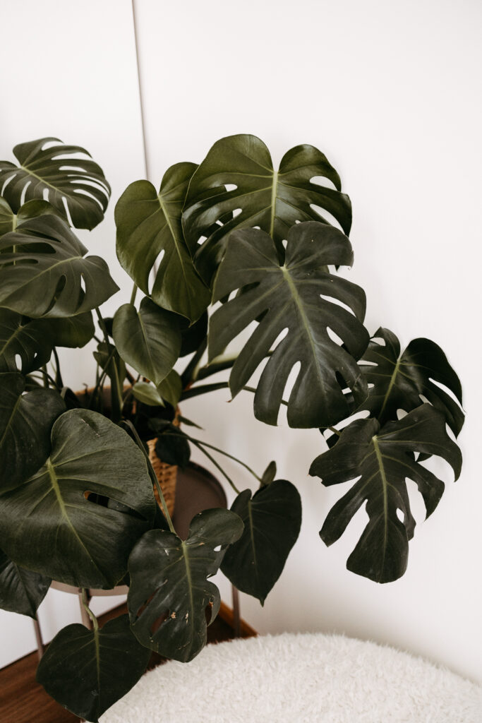 Große Monstera im hellen Tageslichtstudio