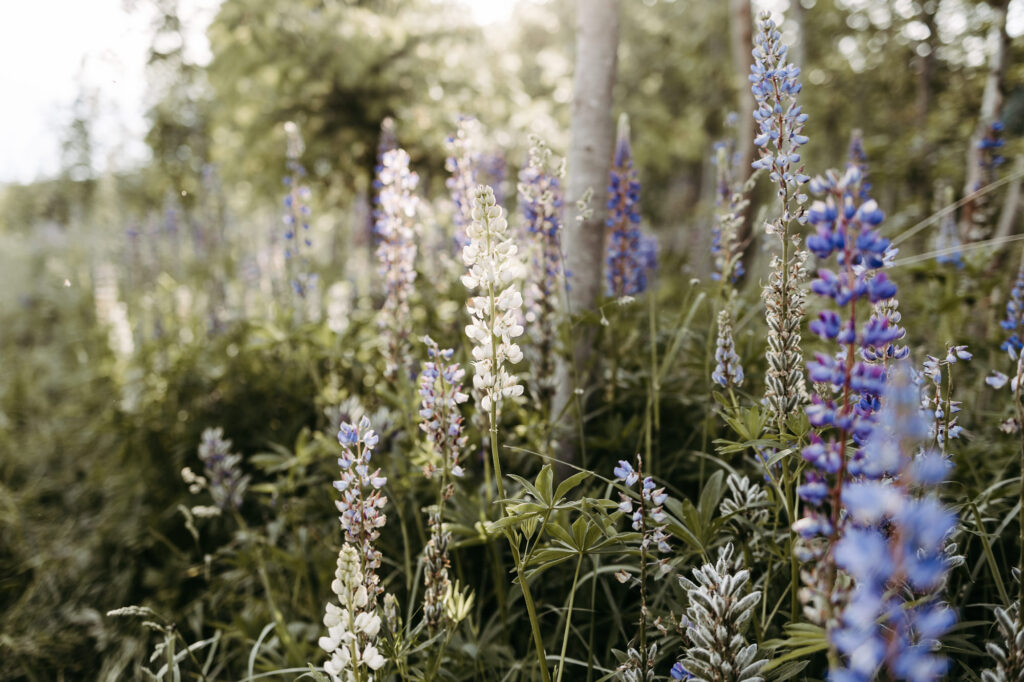 Naturdetail: weiß-violette Lupinen am Waldrand